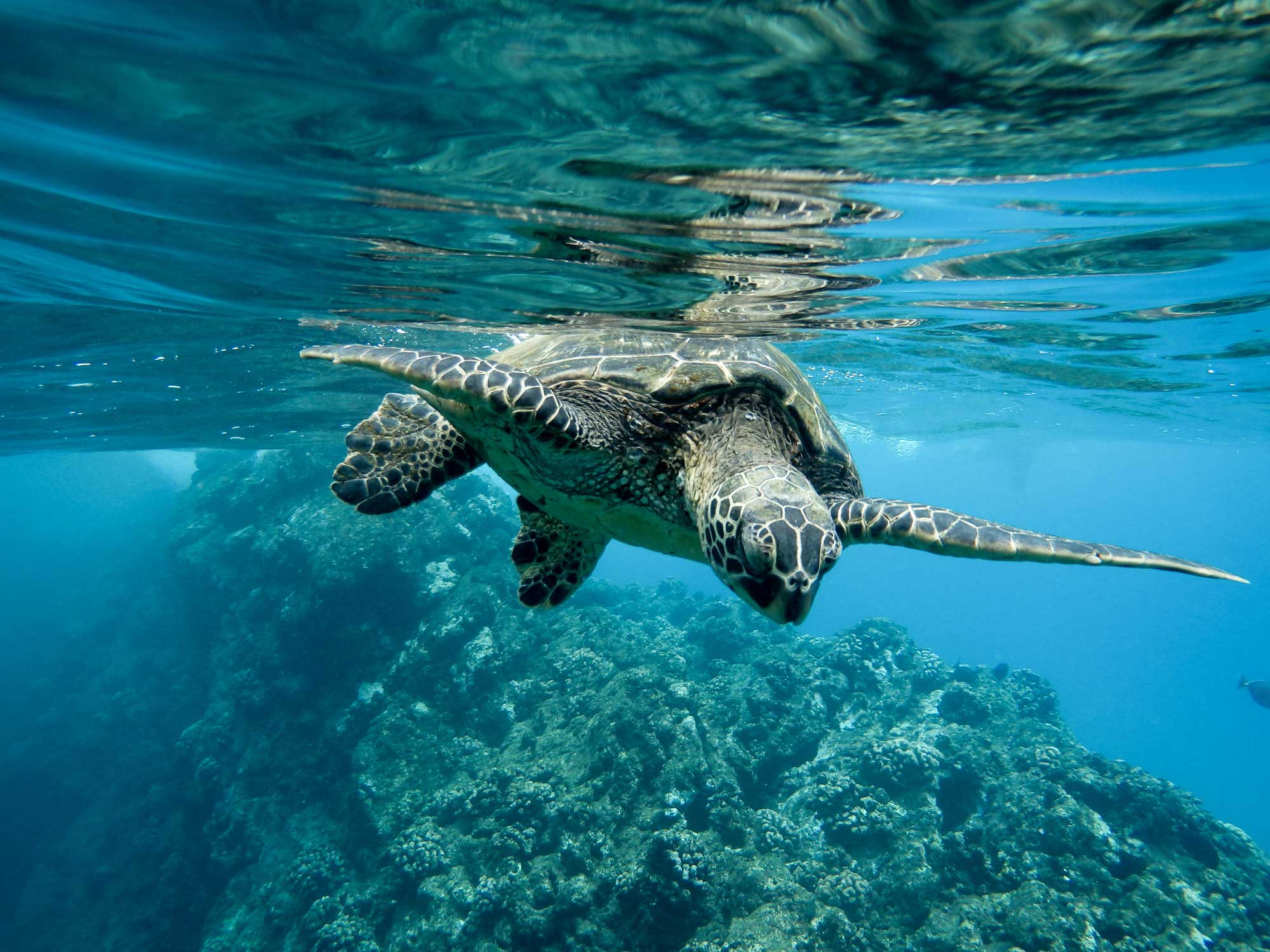 Turtle Friendly Lighting Goes Solar